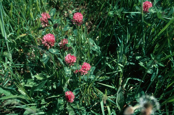 Trifolium Pratense (Red Clover)