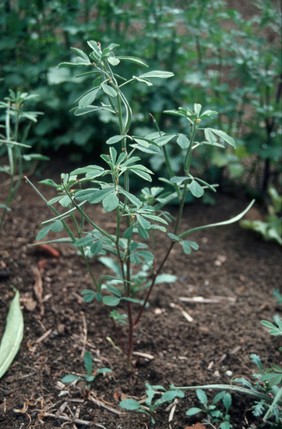 Trigonella foenum-graecum (Fenugreek)