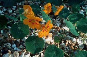 view Tropaeolum majus (Nasturtium)