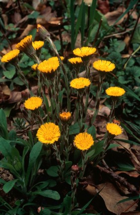 Tussilago Farfara (Coltsfoot)