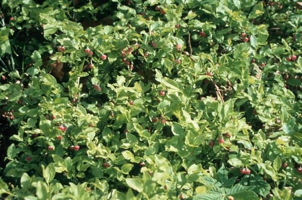 Vaccimium Myrtillus (Bilberry)