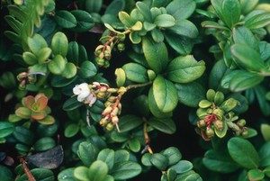 view Vaccinium Vitis-idaea (Cowberry)