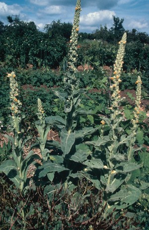 view Verbascum Thapus (Mullein)