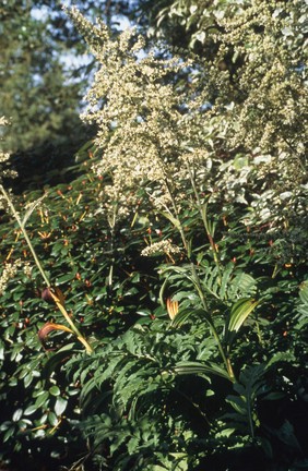 Veratrum viride (American hellebore). Also known as false hellebore. 