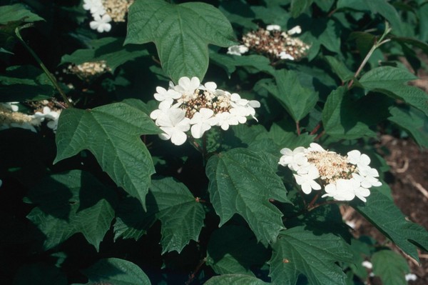 Virbunum Opulus (Guelder Rose)