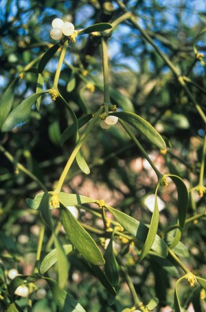 view Viscum Album (Mistletoe)