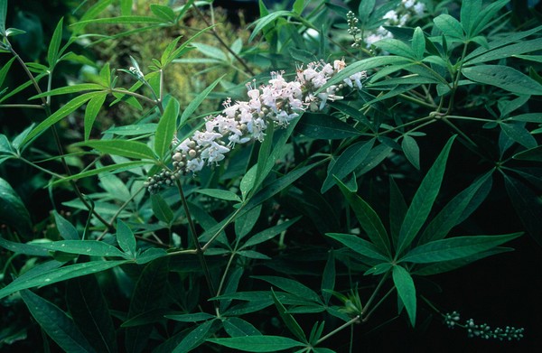 Vitex agnus-castus (Chasteberry tree).