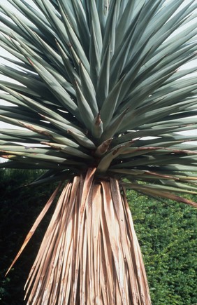 Yucca plant.