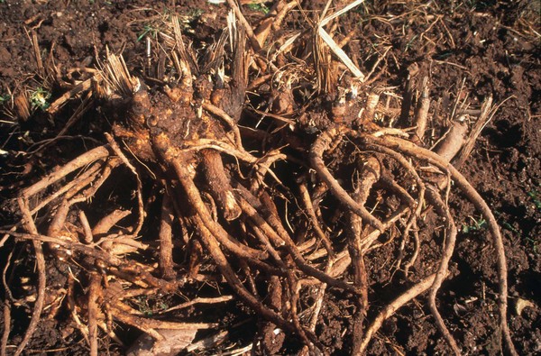 Inula Radix (Root Harvesting)