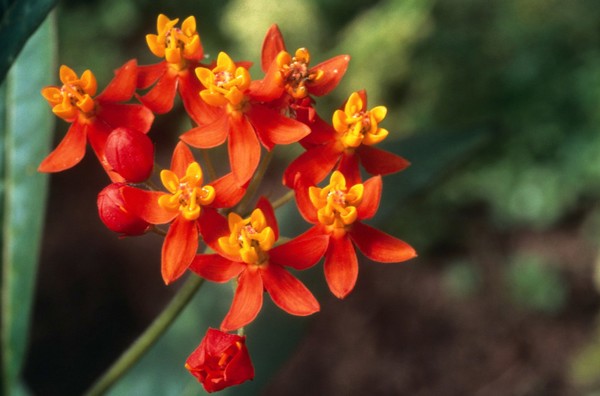 Asclepias Tuberosa (Pleurisy Root)