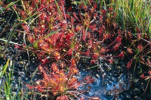 view Drosera intermedia (Sundew)