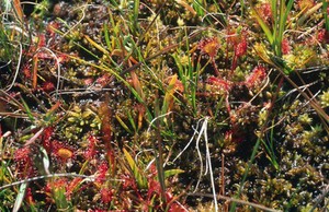 view Drosera rotundifolia (Sundew)