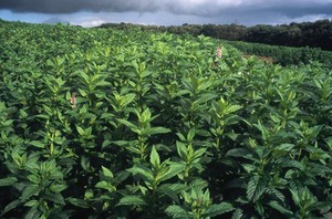 view Mentha spicata (Spearmint)