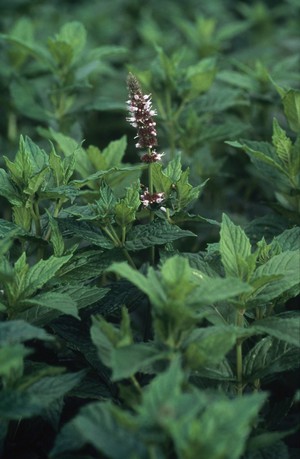 view Mentha spicata (Spearmint)