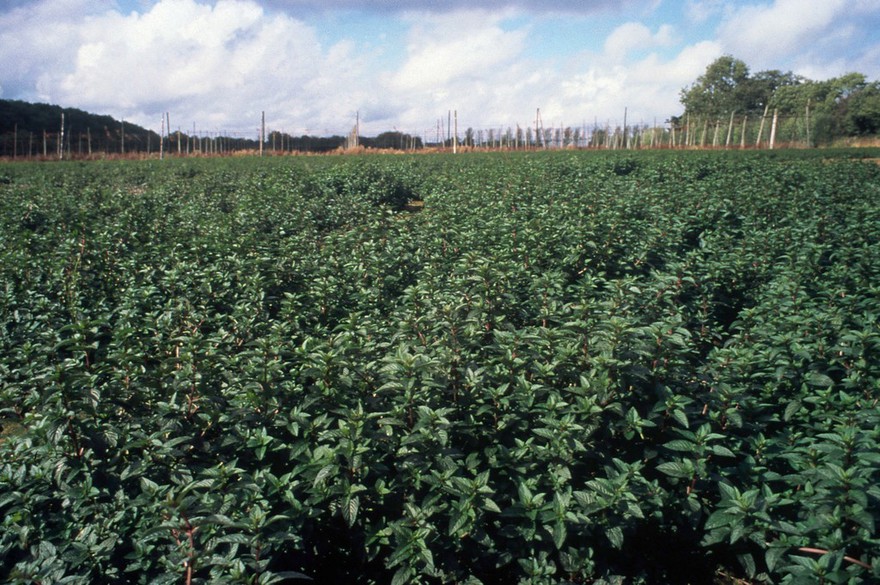 Mentha x piperita (Peppermint)
