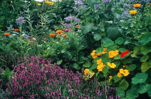 view Herbalist's Garden (Rowan McOnegal)