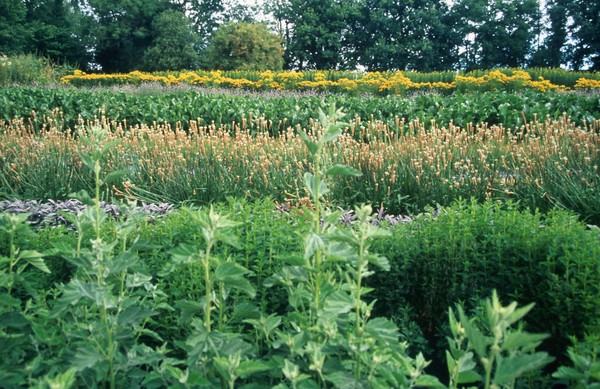 Organic Herb Growing.