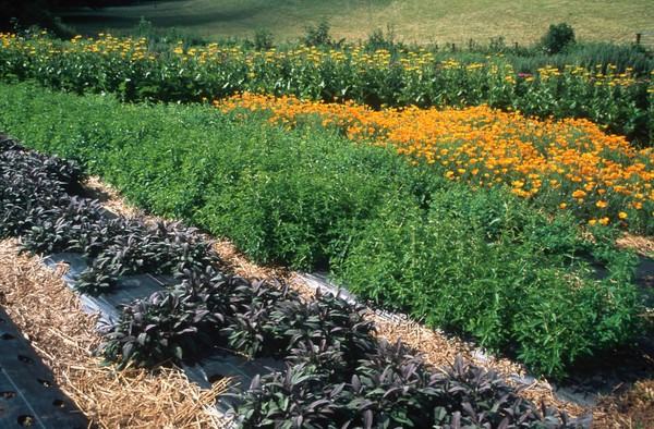 Organic Herb Growing