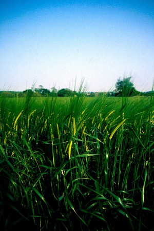 view Hordeum vulgare (Barley)