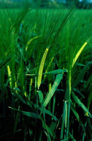 view Hordeum vulgare (Barley)