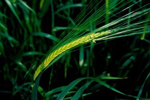 view Hordeum vulgare (Barley)