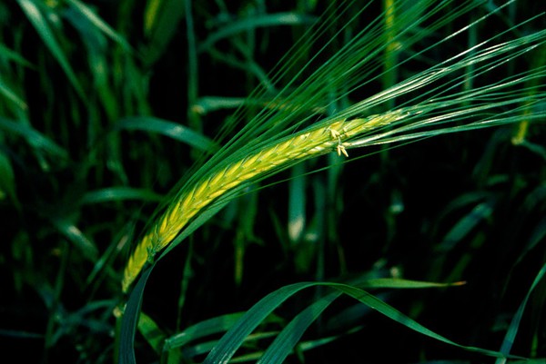 Hordeum vulgare (Barley)