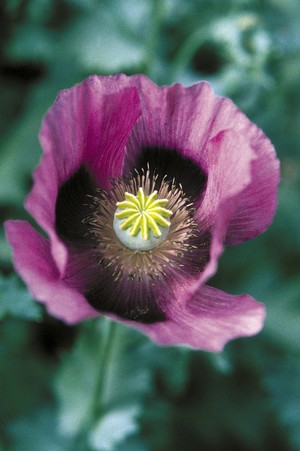 view Papaver somniferum (Opium poppy)