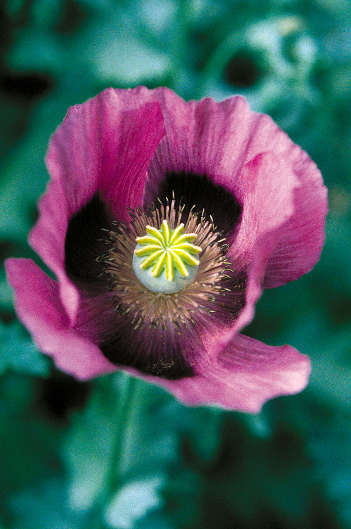 Papaver (Opium poppy) | Wellcome