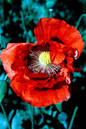 Papaver somniferum (Opium poppy)