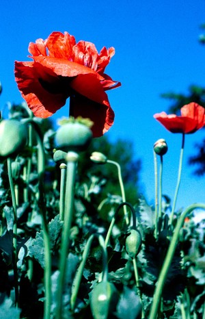 view Papaver somniferum (Opium poppy)