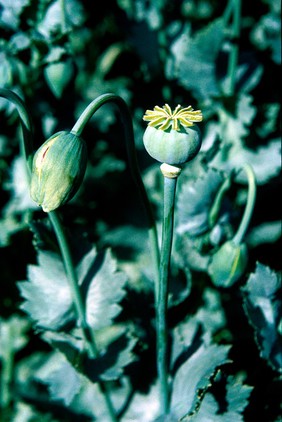 Papaver somniferum (Opium poppy)