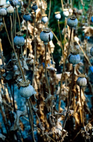 view Papaver somniferum (Opium poppy)