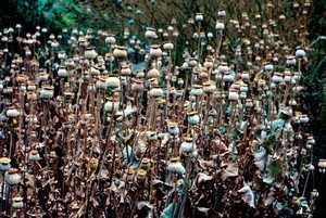 view Papaver somniferum (Opium poppy)