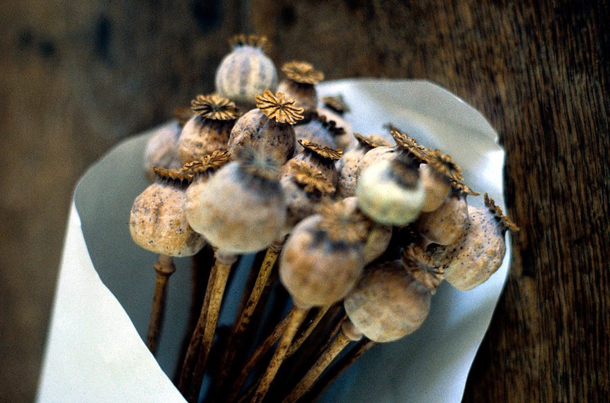 Papaver somniferum (Opium poppy)