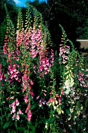 view Digitalis purpurea (Purple foxglove)