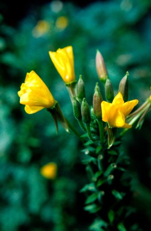 view Oenothera biennis (Evening primrose)