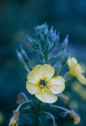 Oenothera biennis (Evening primrose)