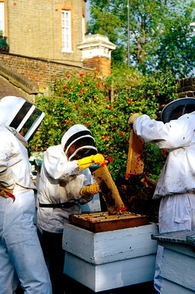 Bee keeping at Chelsea physic garden