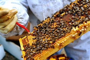 view Bee keeping at Chelsea Physic Garden