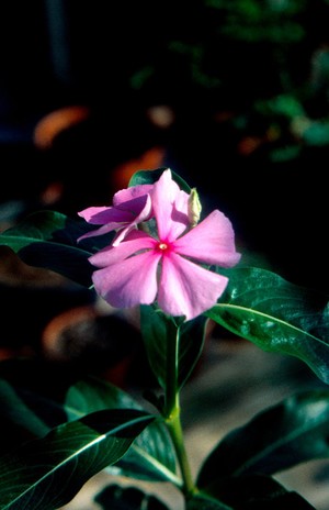 view Catharanthus roseus (Madagascar periwinkle)