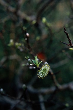 Salix Phylicifolia, Willow