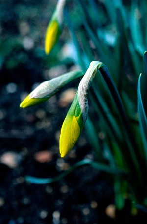 view Narcissus Species, Daffodil