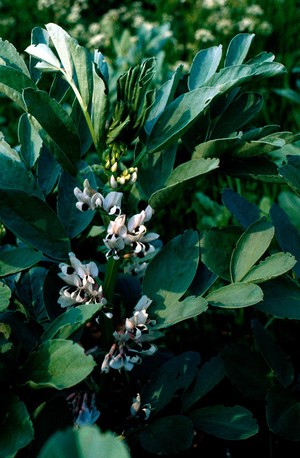 view Vicia faba (Broadbean). Also called horsebean