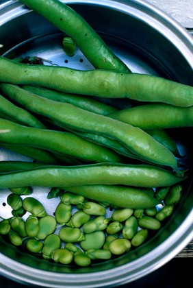 vicia faba, Broad Bean