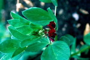 view Vicia Faba, Red Broad Bean