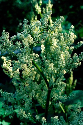 Rheum Palmatum, Chinese Rhubarb