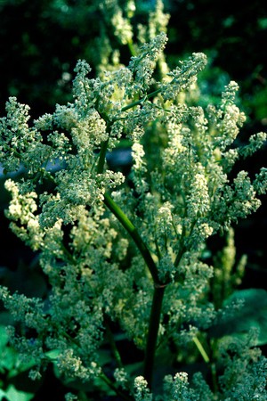 view Rheum Palmatum, Chinese Rhubarb