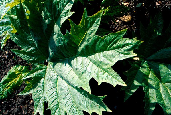 Rheum palmatum (Chinese or Turkey rhubarb).