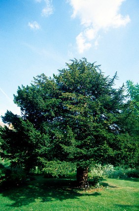 Taxus baccata (English yew)