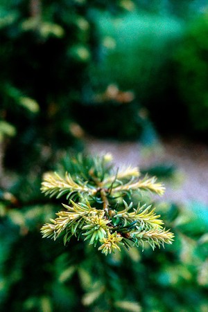 view Taxus Baccata, English Yew